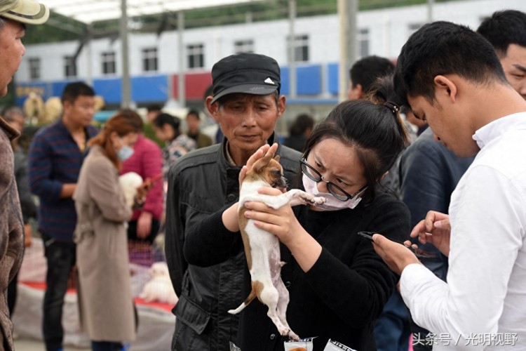 周末狗市火到爆！数千人涌入江苏淮安宠物市场狗狗受宠若惊