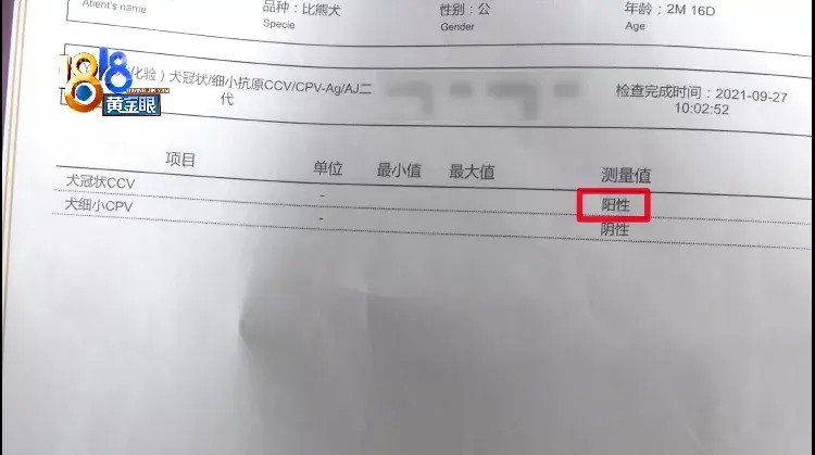 网上买的比熊卖家用上秘籍