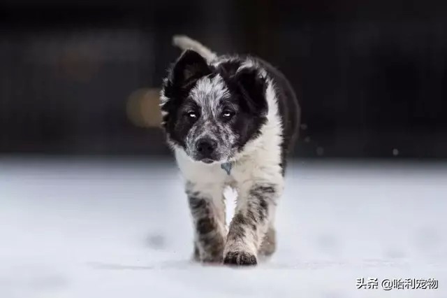 没钱没时间就不要祸害边境牧羊犬了！