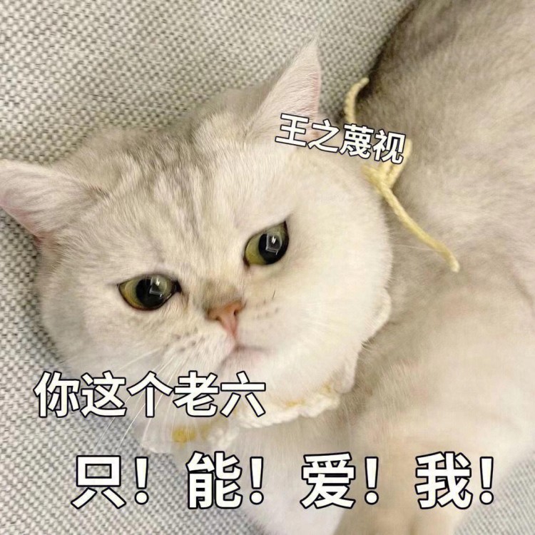 宠物市场“大洗牌”，这些猫咪特别受欢迎，有你家猫吗？