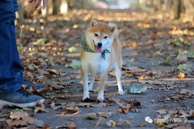 柴犬好养吗？养柴犬的人要知道什么