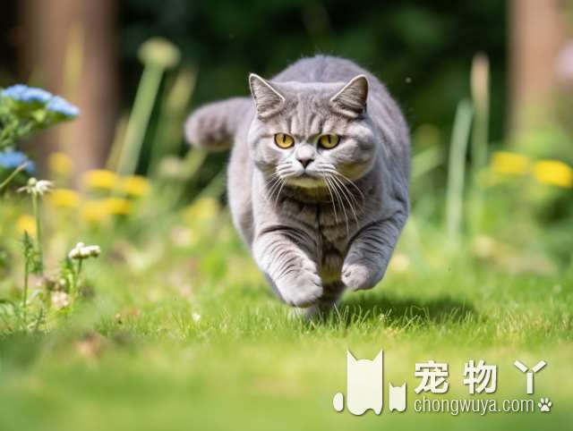 上海誉宠猫狗领养馆：想要领养一只可爱的猫狗吗?